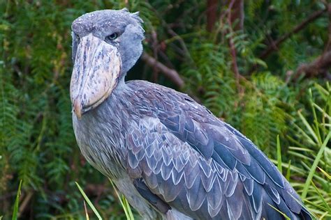 The Frightening Shoebill Can Decapitate Baby Crocodiles — And Sounds Like A Machine Gun - Mix ...