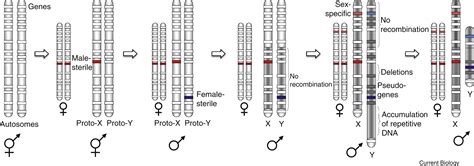 Plant Sex Chromosomes A Non Degenerated Y Current Biology