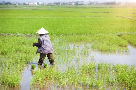 乡村农民在稻田上耕作农民辛苦劳作图片下载 觅知网