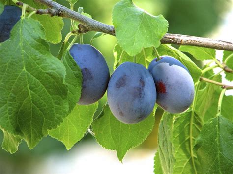 20 Facts About Damson - OhMyFacts