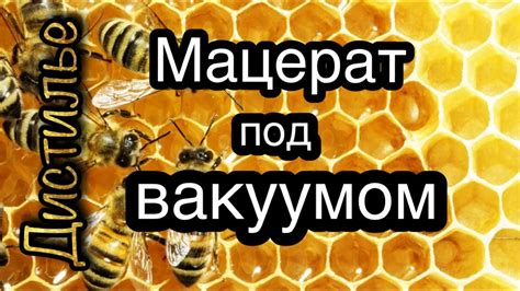 Медовый мацерат под вакуумом👍 - YouTube