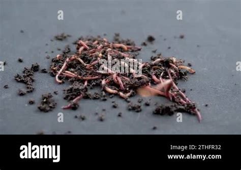 Close up Crawling Red Earthworms in Black Soil Isolated on Black Background. Slow motion. A ...