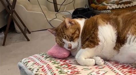 Dad Creates Custom Pillow For Daughter S Cat And His Reaction Is Priceless