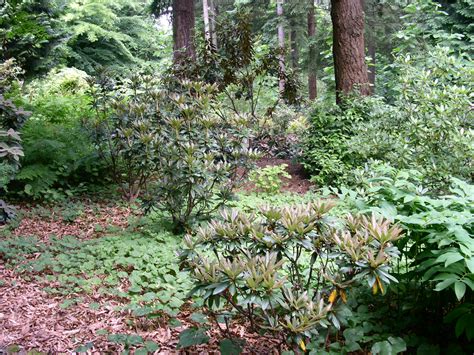 Rhododendron Species Botanical Garden Federal Way Washington 2006 Nadine Pavlov Free