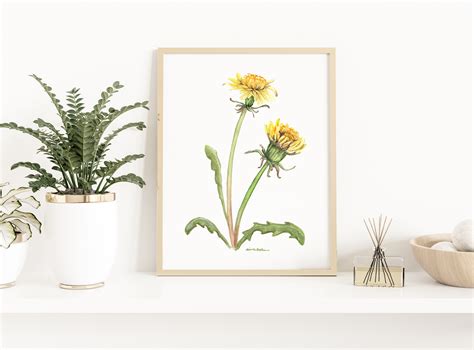 Watercolor Dandelion Flowers - Botanical Art Watercolor