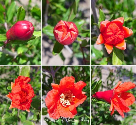 Flowering Pomegranate – Strength Of The Small