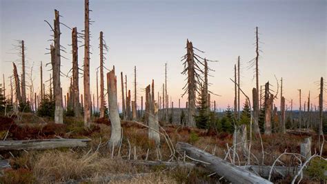 Waldsterben Und Klimawandel Der Wald Steckt In Der Krise Wissen