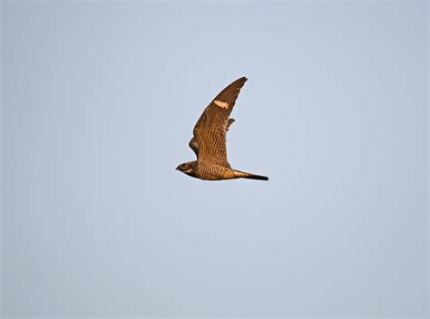 Common Nighthawk Migration Rollinsford Nh Aug 20 2023 2 Flickr