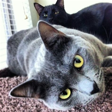 17 Best images about Russian blue and Bombay cats on Pinterest | Cats ...
