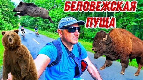 Беловежская пуща - хорошо, но дорого! - YouTube