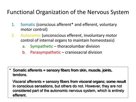 Ppt Histology Of The Peripheral Nervous System Powerpoint