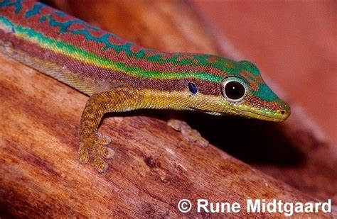 Blue Tailed Day Gecko Phelsuma Cepediana Natures Window Blue