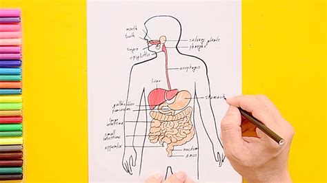 C Mo Dibujar El Sistema Digestivo Humano