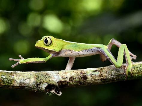 Peruvian Amazon: One of the Most Biodiverse Areas on the Planet