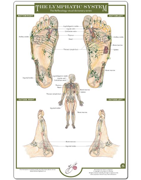 Reflexology Foot Charts Collection Balancing Touch Reflexology