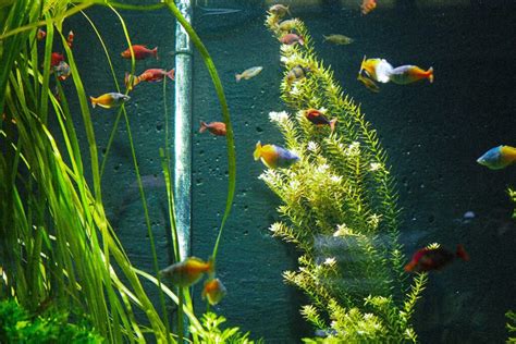 How To Remove Ammonia From Fish Tank Effective Ways