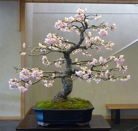 Top Cherry Bonsai Tree For Sale of the decade Learn more here | earthysai