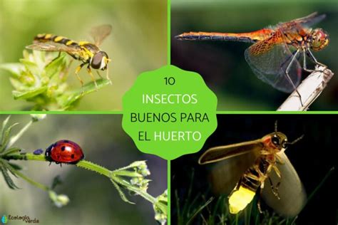 Insectos benéficos para la agricultura Colombia Verde