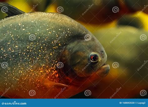 Piranha in Aquarium. Keeping Piranhas in the Aquarium Stock Photo - Image of aquatic, close ...