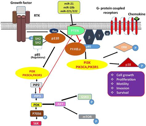 Phosphatidylinositol Pathway