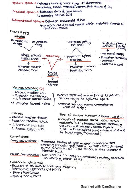 SOLUTION Anatomy Cns Written Studypool