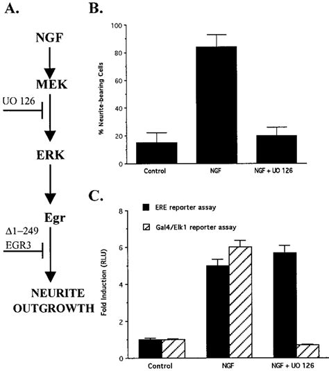 Effect Of Mek Inhibition On Neurite Outgrowth And Transcriptional