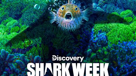 2019 Discovery Shark Week Exhibit And Screenings