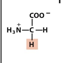 Biochem Amino Acids Flashcards Quizlet