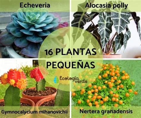 16 Plantas PequeÑas Nombres Características Y Fotos