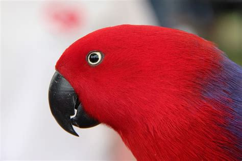 Eclectus Parrot Eclectus Parrot Characteristics And Needs As A Pet