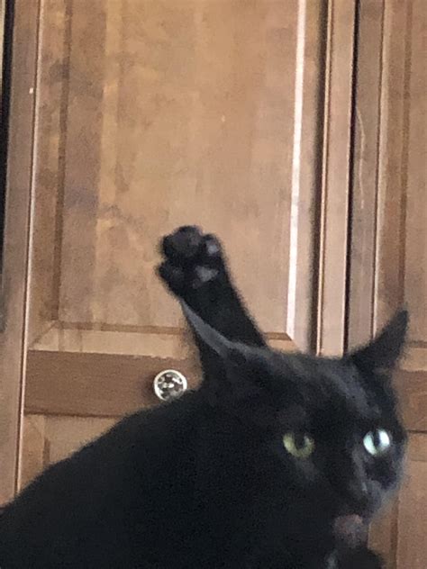 My cursed cat : r/cursedimages_