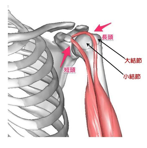 上腕二頭筋長頭腱炎 つかもと接骨院・ワカバはりきゅうマッサージ