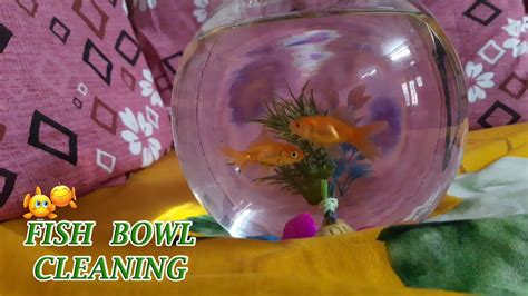 Simple Methods To Clean Fish Bowl With Tips Youtube