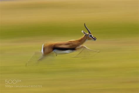 Photograph Thompson's Gazelle running by Chris Gamel on 500px