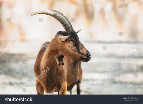 Adult Brown Goat Majestic Horns Standing Stock Photo 1820193008 ...