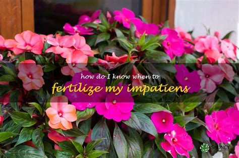 When To Fertilize Your Impatiens A Guide To Making The Right Decision