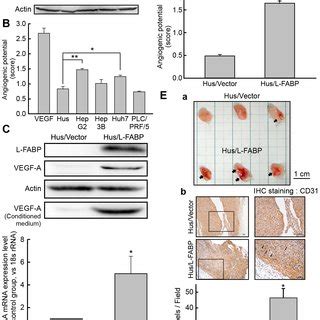 L Fabp Promotes Vegf A Expression And Angiogenic Activity Of Liver