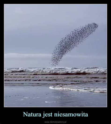 Natura Jest Niesamowita Demotywatory Pl