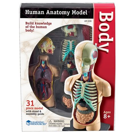 Human Body Anatomy Model, 31 Pieces - LER3336 | Learning Resources ...