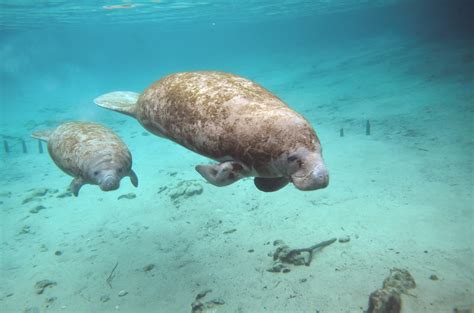 manatee and her baby swimming