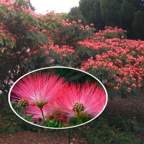 ALBIZIA julibrissin Ombrella Arbre à soie Acacia de