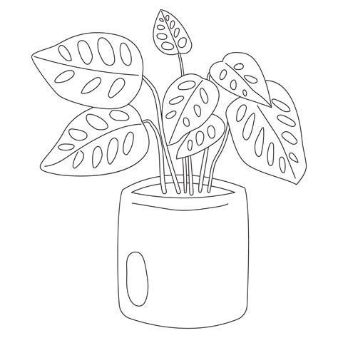 Monstera Adansonii Plant Outline 2d Illustrations 27049308 Png