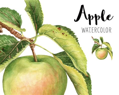 Apple watercolor Apple illustration Watercolor fruit | Etsy