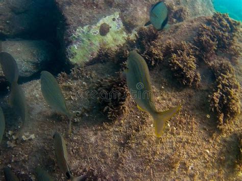 Fundo Do Mar Peixes E Rochas Imagem De Stock Imagem De Nave