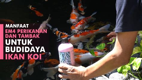 Manfaat Em Perikanan Untuk Budidaya Ikan Koi Ikankoi Youtube