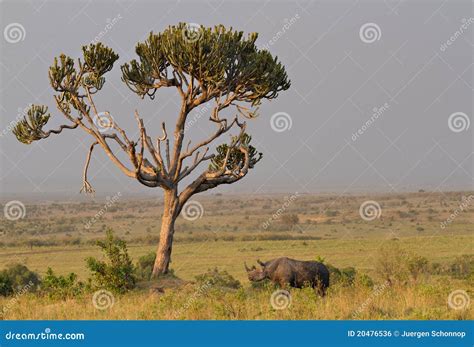 Black Rhinoceros Under A Euphorbia Tree Stock Photo Image Of Reserve