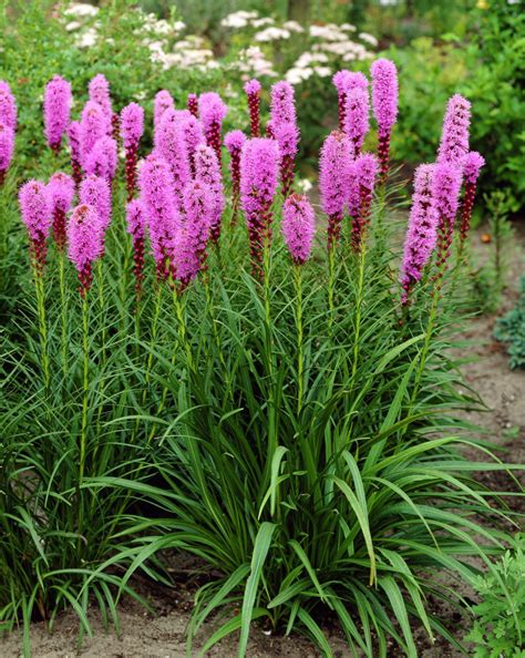 Лиатрис: фото сортов, посадка, советы по уходу и размножению