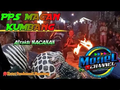 Atraksi MACANAN PPS MACAN KUMBANG Live KUTUT PANDANSARI NGANTANG