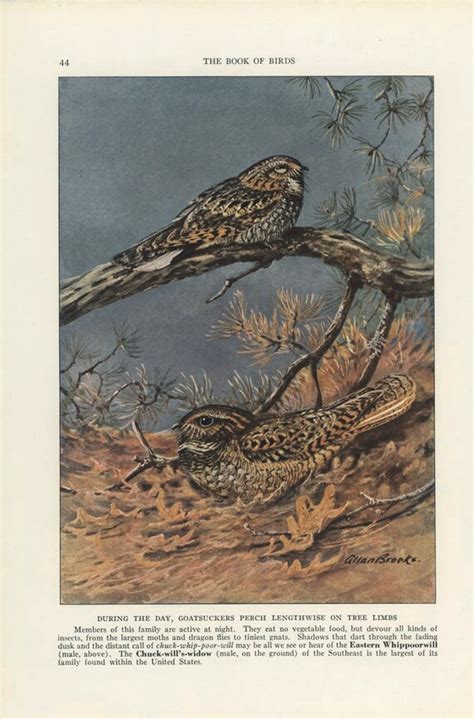 Eastern Whippoorwill Chuck-will's Widow Vintage Bird