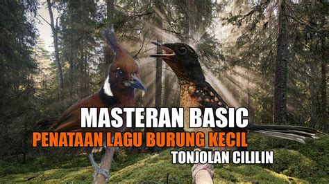 Kompilasi Masteran Burung Kecil Isian Kenari Cililin Gereja Tarung